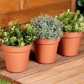 pol_pl_Doniczka-ogrodowa-plastikowa-okragla-15-cm-3-szt-16805_2.jpg
