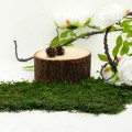 moss_fill_004_grn_d02.progressive.jpg