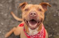do-dogs-smile-1576250232.jpg