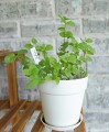 herb-plant-markers-1.jpg