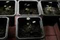 strawberry-seeds-3_1.jpg