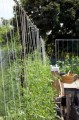 tomatoes-string-method-2.jpg