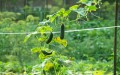 how-to-trellis-cucumbers-step-4.jpg