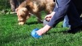 gettyimages-dog-saklakova.jpg