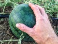 organic_sugar_baby_watermelon01_1200x.jpg