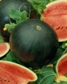 58900_watermelon_sugar_baby.jpg