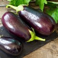 eggplant-organic-black-beauty-shk-1.jpg