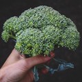 calabrese-broccoli__89266.jpg