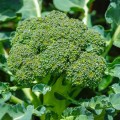 organicbroccoliclabresestock.jpg