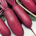 50-uk-exhibition-giant-long-beetroot-seeds-cylinder-beet-seeds-to-planting-organic-growing-600x600.jpg