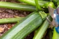 how-to-harvest-zucchini-2540052-03-be385f3402a749ff8ec91c0822bb5125.jpg