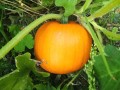 cucurbita-maxima-st-dfenwick1.jpg