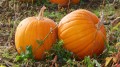 pumpkin-patch.jpg