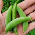 pea-sugar-snap-20190610_174033-square.jpg