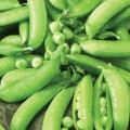 pea-sugar-snap-vegetable-mckenzie-seeds.jpg