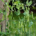 sugar-snap-peas-0640-square.jpg