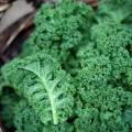 30-kale-collard-seeds-beej-wala-original-imagj3wdxcysecyc.jpg