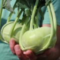kohlrabi_frueher_gruener_6.jpg