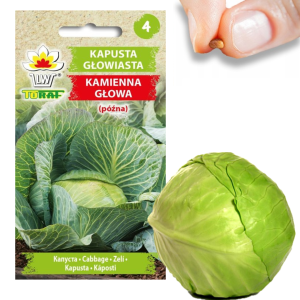 W1084 KAPUSTA NASIONA KAPUSTY GŁOWIASTA BIAŁA KAMIENNA GŁOWA PÓŹNA  DO KIESZENIA