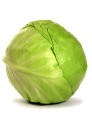 kapusta-glowiasta-biala-slawa-z-golebiewa-warzywa-rodzaj-rosliny-kapusta.jpg