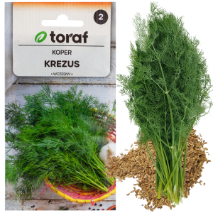 W1093 KOPER NASIONA KOPRU OGRODOWY KREZUS WCZESNY DO KISZENIA 5G