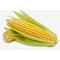 pol_pl_kukurydza-cukrowa-gucio-mieszaniec-f1-10g-115903_1.jpg