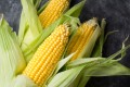 when-to-harvest-corn-for-sweetest-ears-6749235-01-2e11a328ae9f4ee5a0f531af74e67cc0.jpg