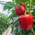 capsicum_annuum_california_wonder_01.jpg