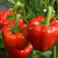 california-wonder-pepper__15522.jpg