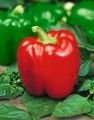 53710_capsicum_california_wonder.jpg
