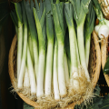 leek-seeds-online-1024x1024.png