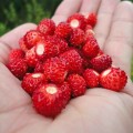 ruegen_strawberry_seeds.jpg