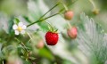 plant-nursery-strawberry.jpg