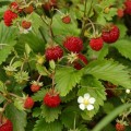 zemuoge-fragaria-vesca-rugia-seklos-250-vnt-1200x1200.jpg