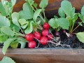 radishes-growing-in-container_1.jpg