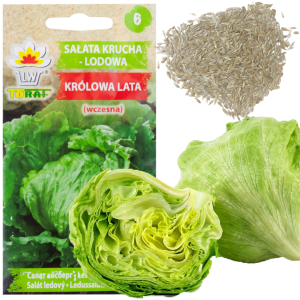 W1212 SAŁATA KRUCHA LODOWA KRÓLOWA LATA WCZESNA NASIONA SAŁATY WARZYW 1G