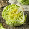 salata-iceberg-great-lakes-lactuca-sativa-_slika_o_135553129.jpg