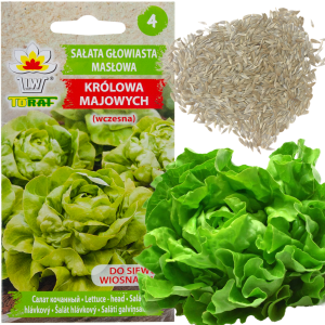 W1217 SAŁATA MASŁOWA KRÓLOWA MAJOWYCH WCZESNA JĘDRNA NASIONA SAŁATY 2G