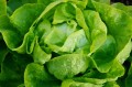 butterhead-lettuce_1.jpg