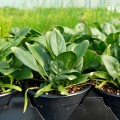 spinach_giant_winter_3000203__99357.jpg