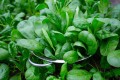 how-to-grow-spinach-feature.jpg