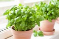 ms-how-to-grow-basil-69c2254cf454424fbc55992cc8155dbe.jpg