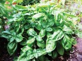 basil.jpg