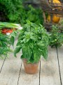 genovese-basil-seeds-3125.jpg