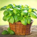 basil-large-leaf-seeds.jpg
