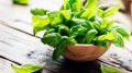 basil-in-a-bowel-on-a-table.jpg