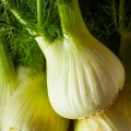 organic-finale-fennel__37522.jpg