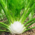 fennel-di-firenza-foeniculum-vulgare__22767.jpg