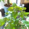 lemon-balm-seeds-plantflix-2.jpg