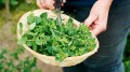 a-person-chopping-oregano-that-is-in-a-basket.jpg